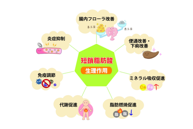 短鎖脂肪酸の作用